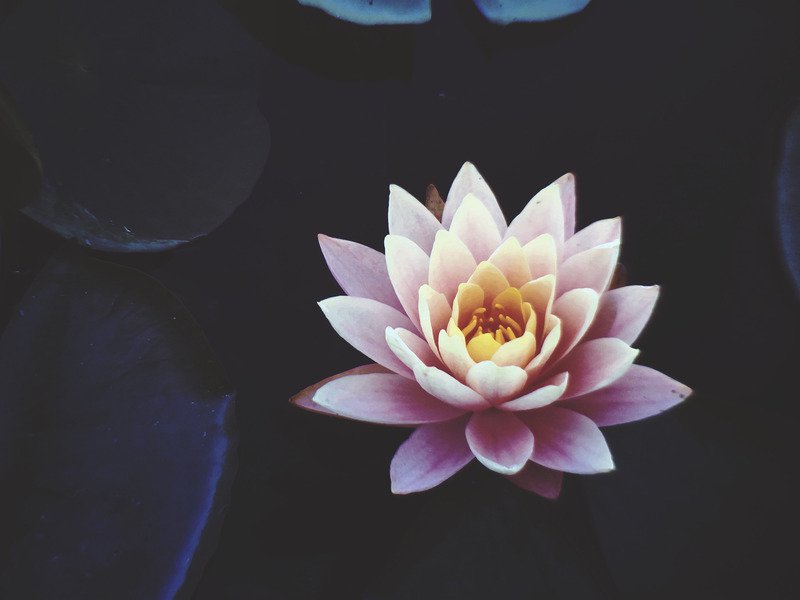 lotus