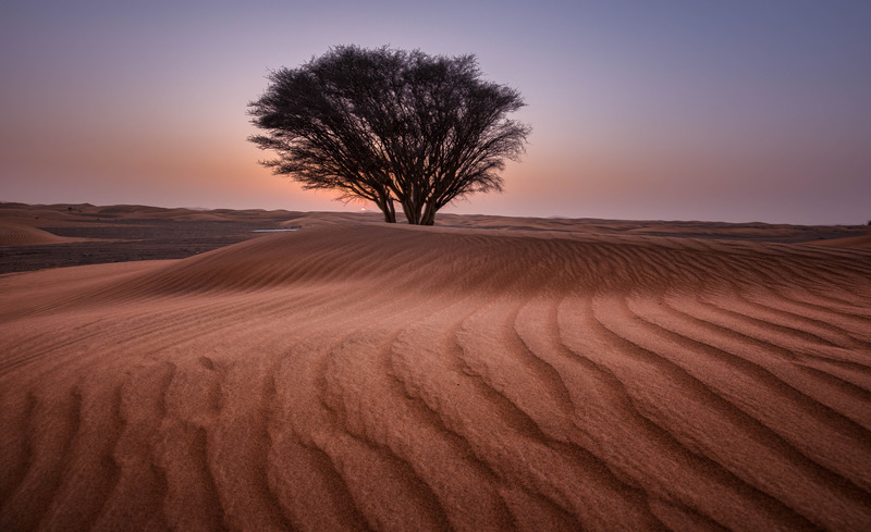 tree in desert